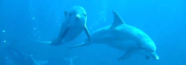 Dolphins in Mikurajima area Source: Wikipedia