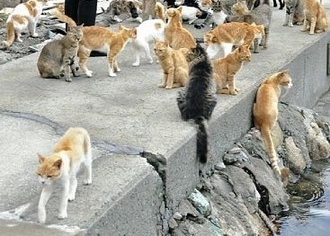 MyBestPlace - Aoshima, The Island Where Cats Rule