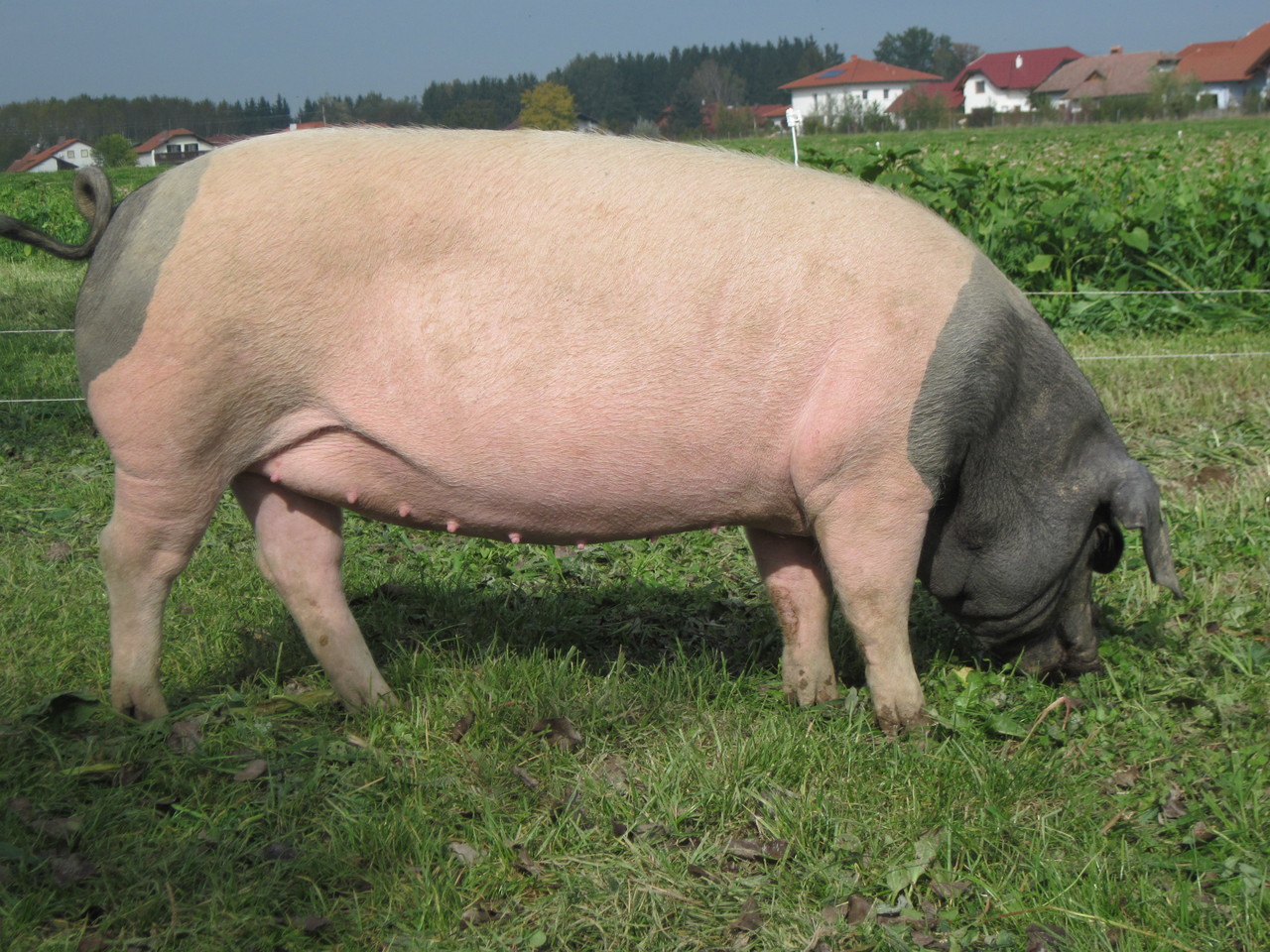 Susi auf der Weide