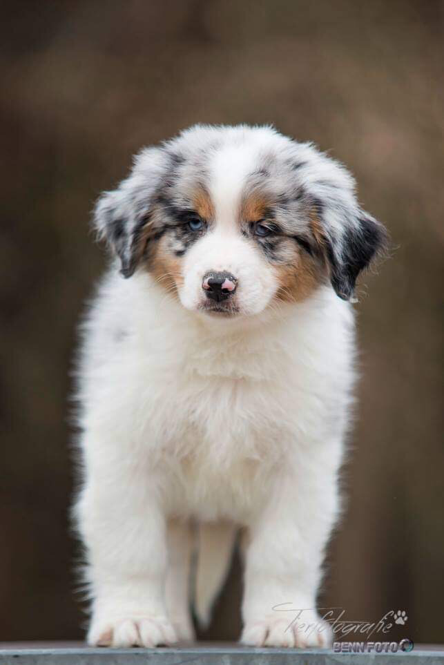 Everwood’s Order Of Phoenix - Willis            Blue merle