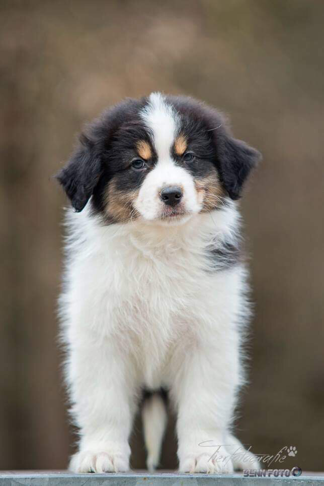 Everwood’s Half-Blood Prince  black tri