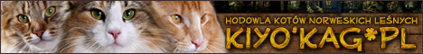 Chatterie en Pologne d'où vient Hurit Kiyo'Kag*Kag*PL