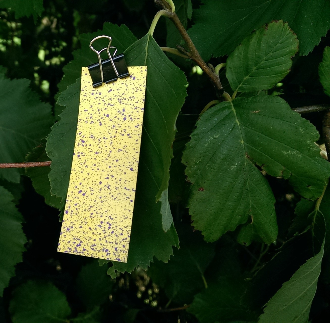 Sampling pesticides in an apple orchard using water sensitive paper