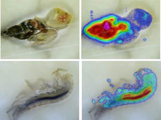 Imaging the distribution of a pesticide in a freshwater snail and a shrimp. Credit: Eawag/Harlan Laboratories