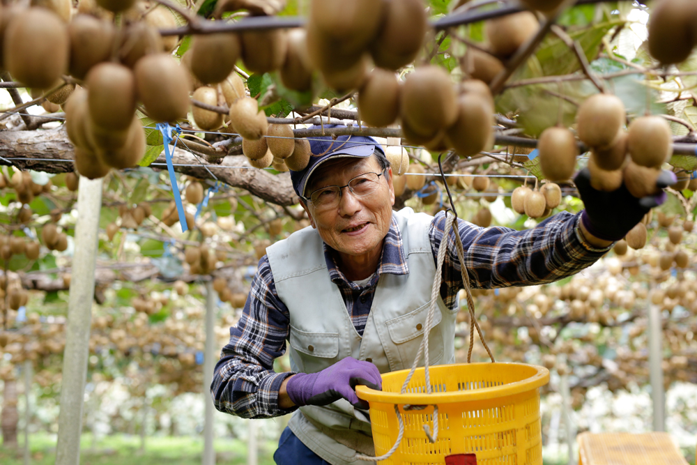 久野　有機キウイはじまりの物語