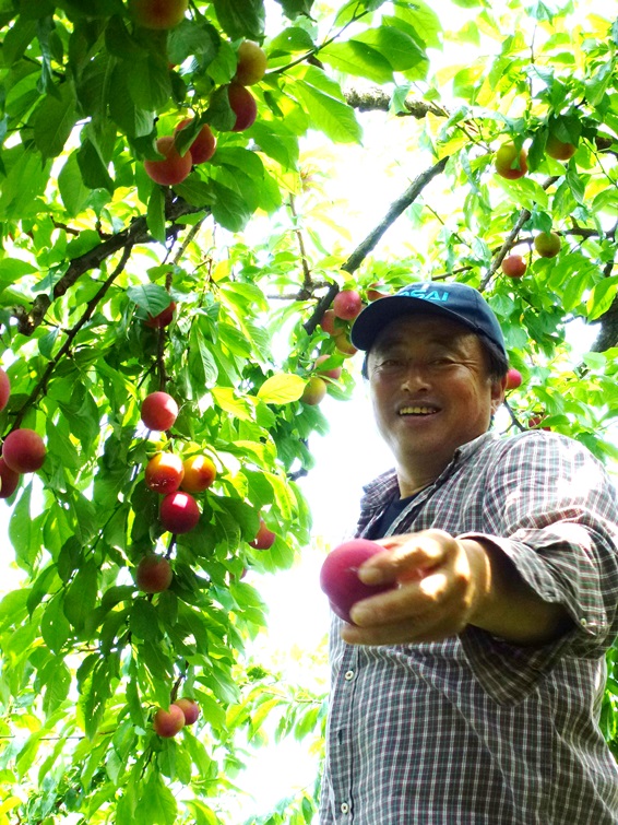 甘酸っぱいすもも 初夏の味をお届けします 有限会社ジョイファーム小田原 甘酸っぱいすもも 初夏の味をお届けします 有限会社ジョイファーム小田原