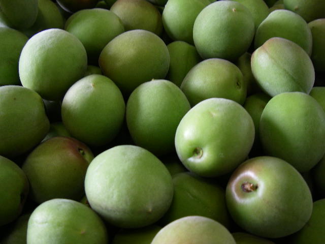 気になる梅の実の生育状況 有限会社ジョイファーム小田原 気になる梅の実の生育状況 有限会社ジョイファーム小田原