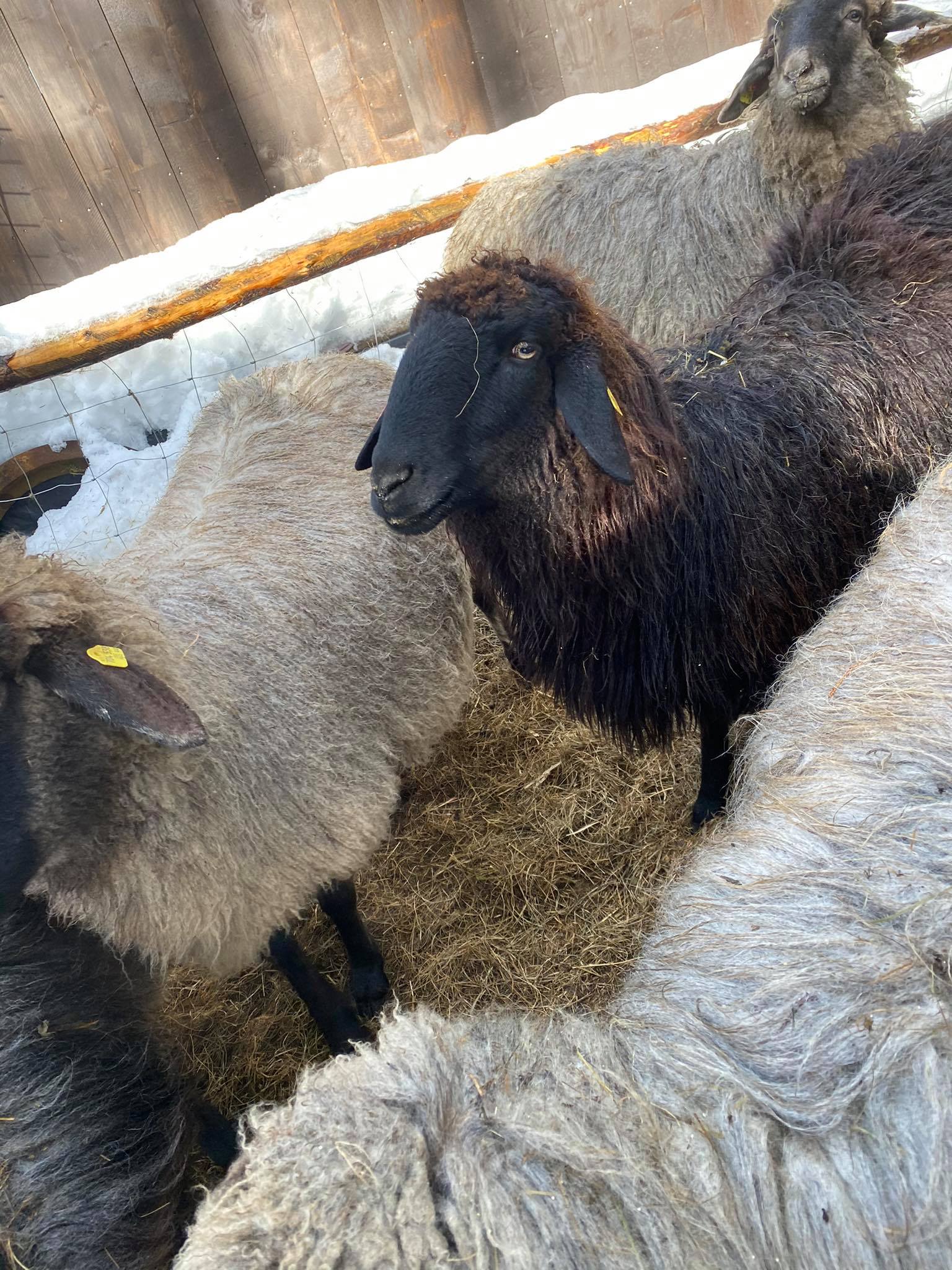 Bärbel