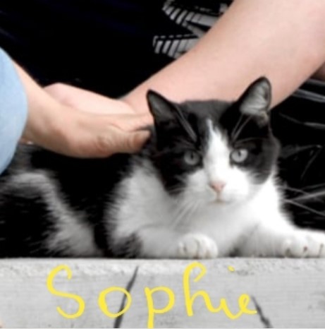 Sophie