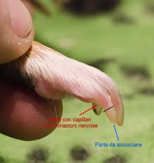 Le unghie non devono essere lasciate crescere troppo perché potrebbero creare problemi alla movimentazione della cavia e/o rompersi causando ferite.