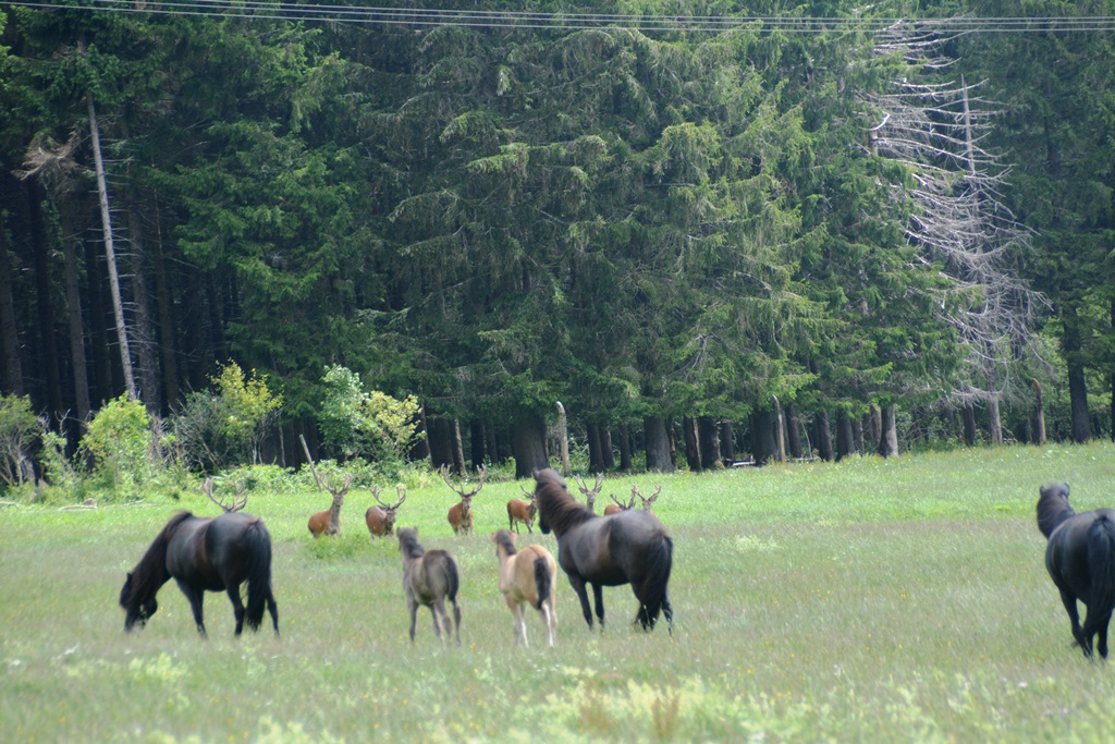 Der König der Wälder mit Gefolge...
