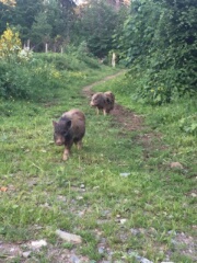 Kühe hatten wir ja schon mal - nun also Schweine...