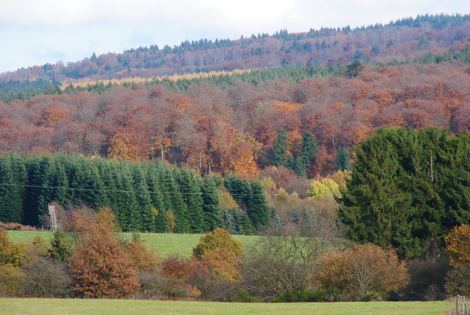 Herbst im Schwarzwälder Hochwald