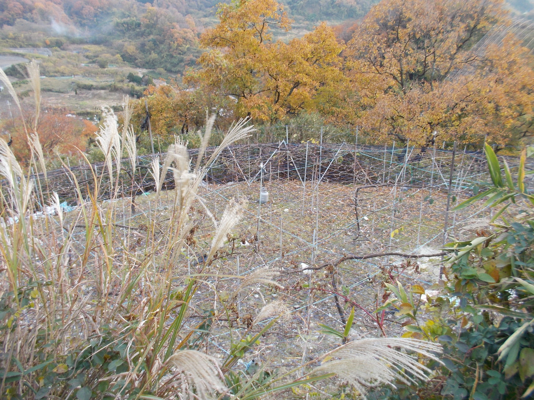 Early Dec ぶどうの木は眠っています。