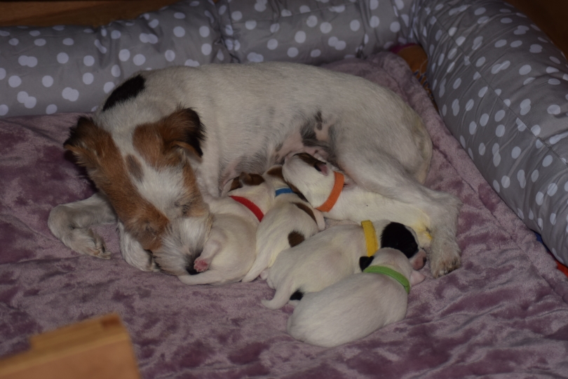 Die ganze Familie auf einen Blick❤️💙🧡💚💛.... sie Entwickeln sich sehr gut und Oonagh ist eine perfekte fürsorgliche Mutter.....🥰