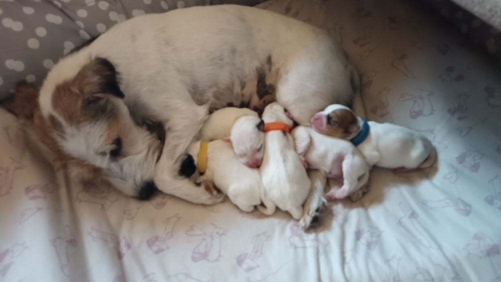 Die kleine Familie hat noch etwas Zeit für sich.....in den nächsten Tagen werde ich Einzelbilder von den kleinen machen ,dann stellen sie sich offiziell vor☺️.....die kleine Dame steht nicht zur Vermittlung, sie wird hier bei mir bleiben❤️