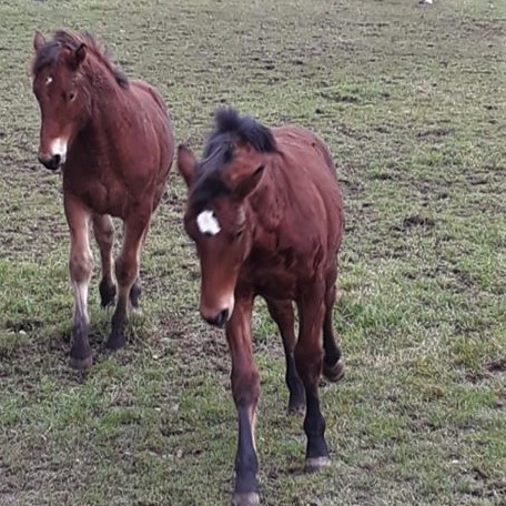 Hitch und  Higgins (Holmo ) aus der Jonenherde   