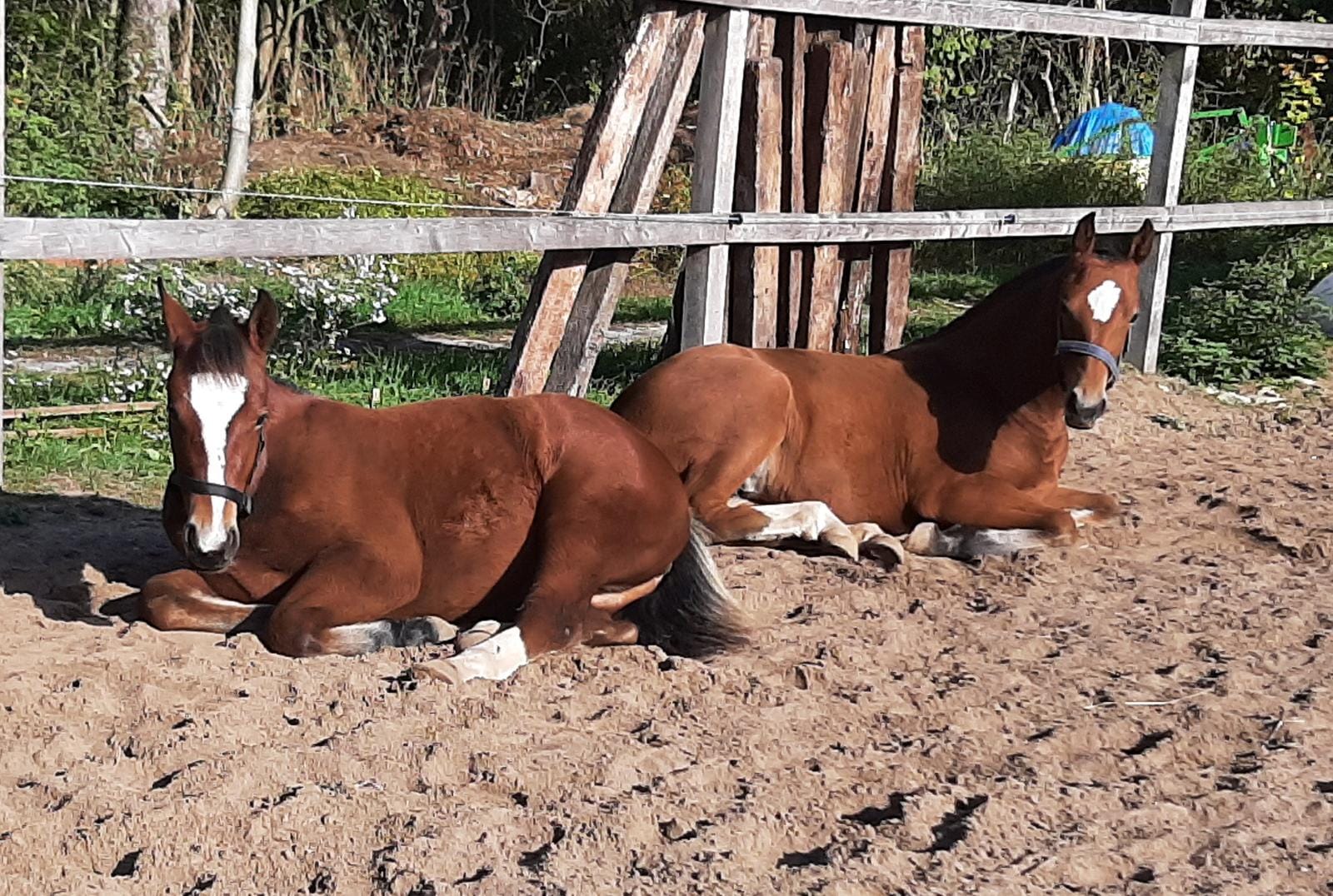 Sara (links) und Melina (rechts) genießen die Sonne :)