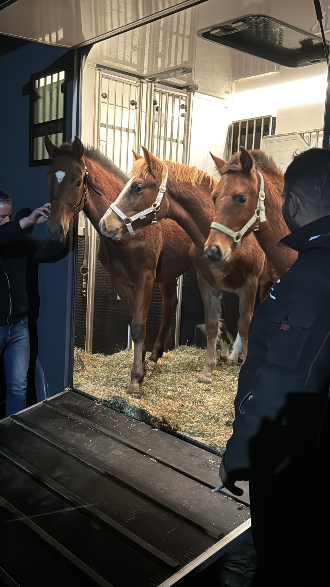 Endlich sind sie da !! Unsere Gruppenfohlen Fohlen Jelko , Diabolo 2 und Nacho  :)                                                                                                                           