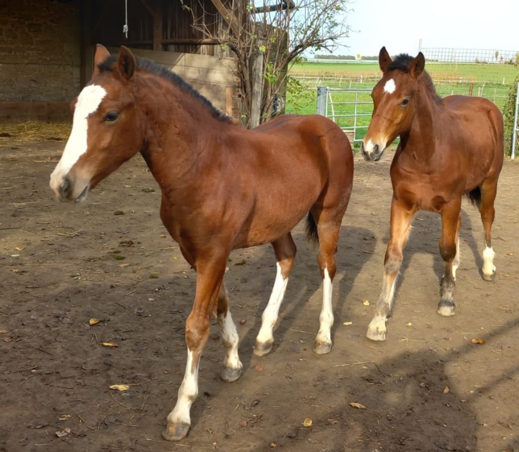 Hilario und Kalie 