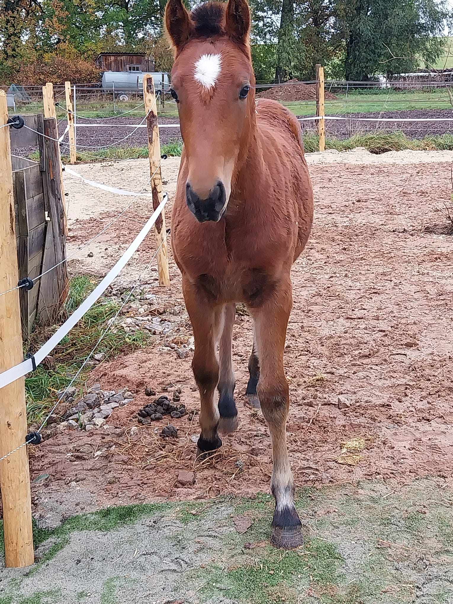 Nala 