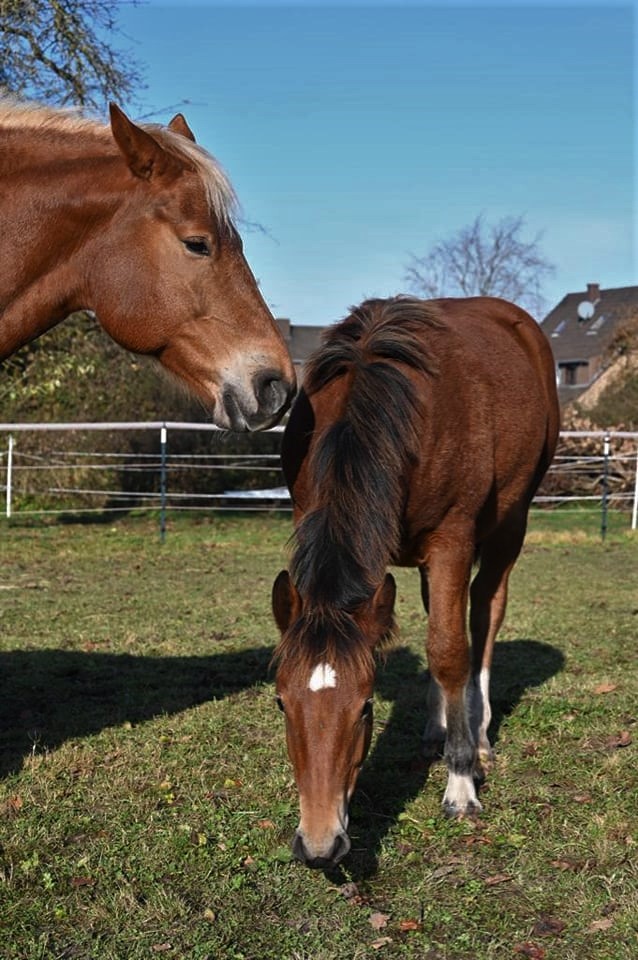 Ur Freibergerin Hedra  und die grosse Schwester passt schon auf !