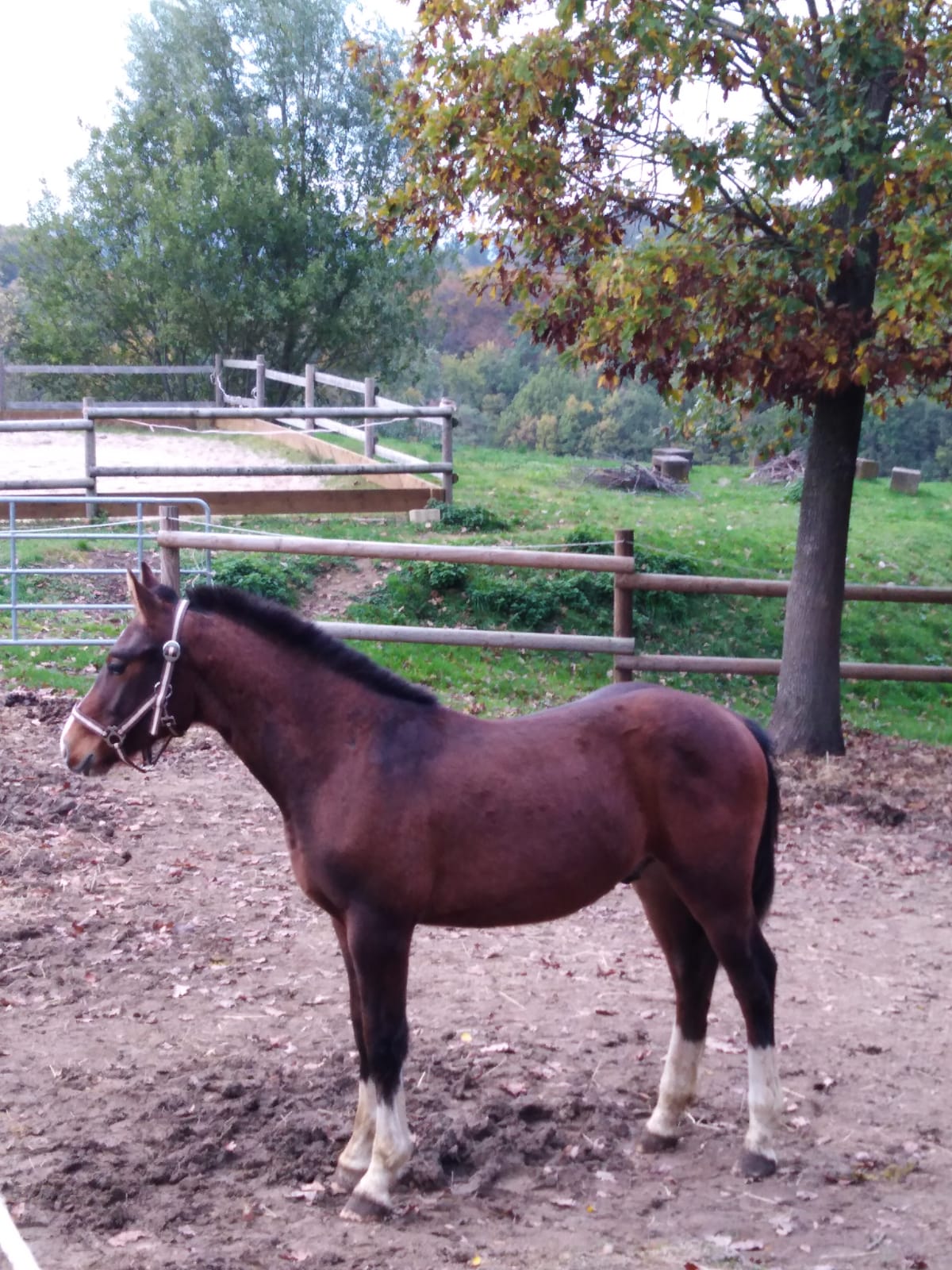 Elial (Kleiner Herzensbrecher )