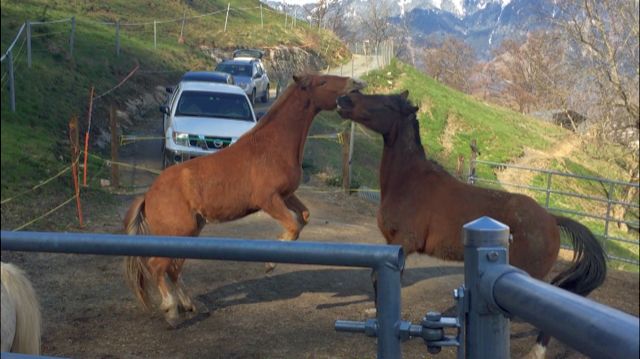 Lächeln Sie die Pony Dating-Agentur Videos