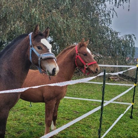 Halvaro und Nino