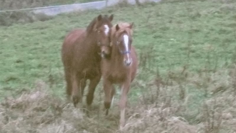 Calipso und Goliath 