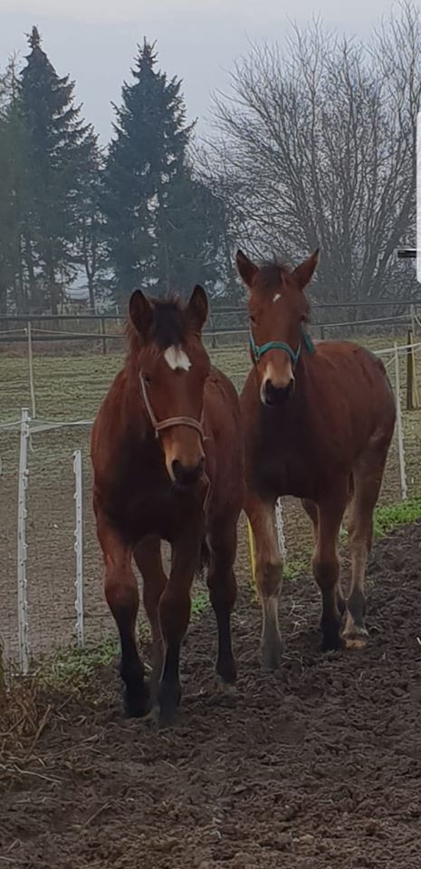 Hitch und  Higgins (Holmo ) aus der Jonenherde   