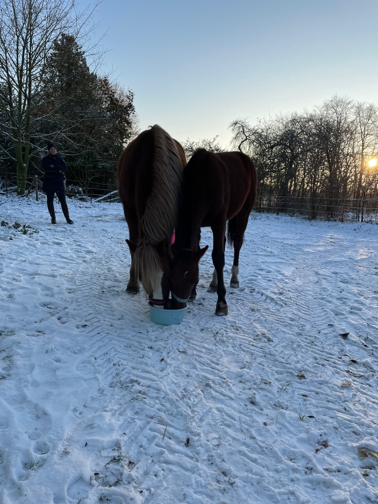 Leo mit seinem neuen Freund Corsin aus dem letzten Jahr !