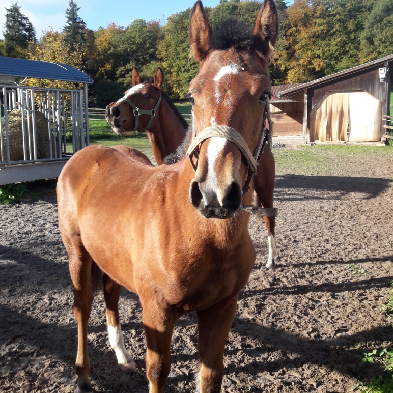 Velia und Viktoria 