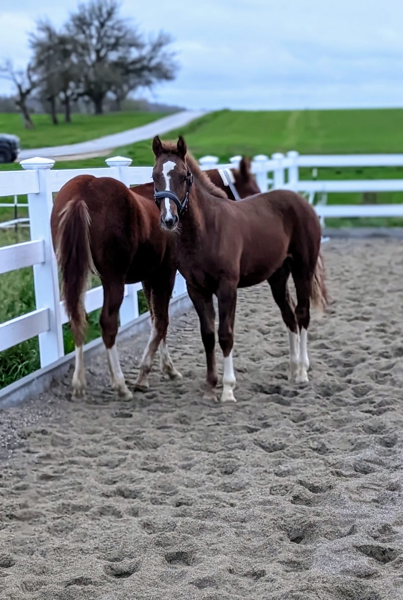 Larko & Holiday 