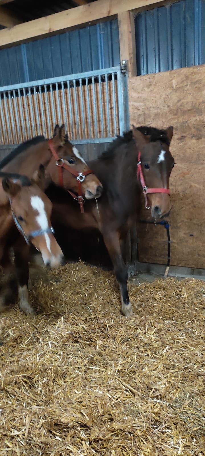 Easy, Hjori und Hannibal