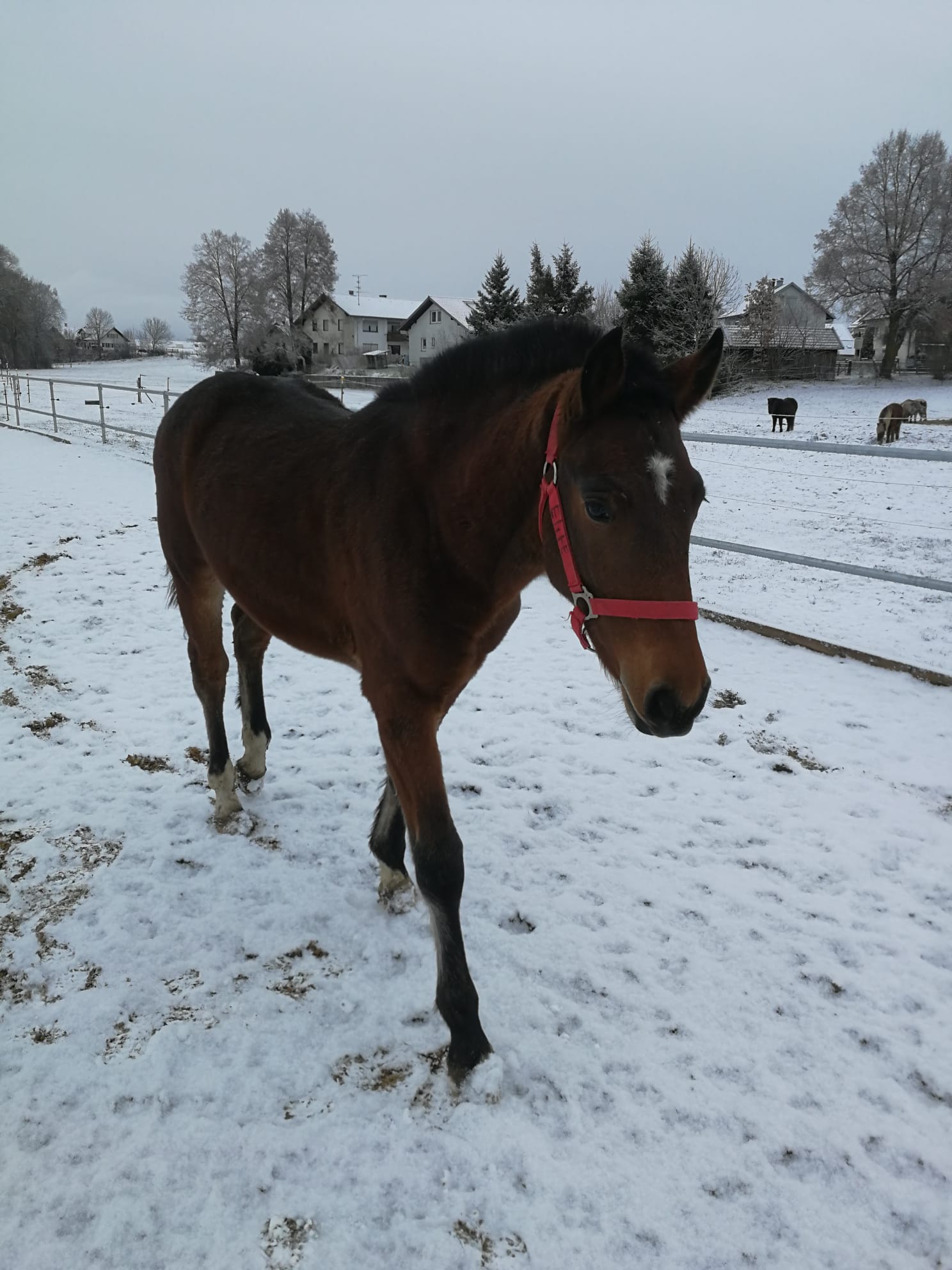 Élite de Wallenried 