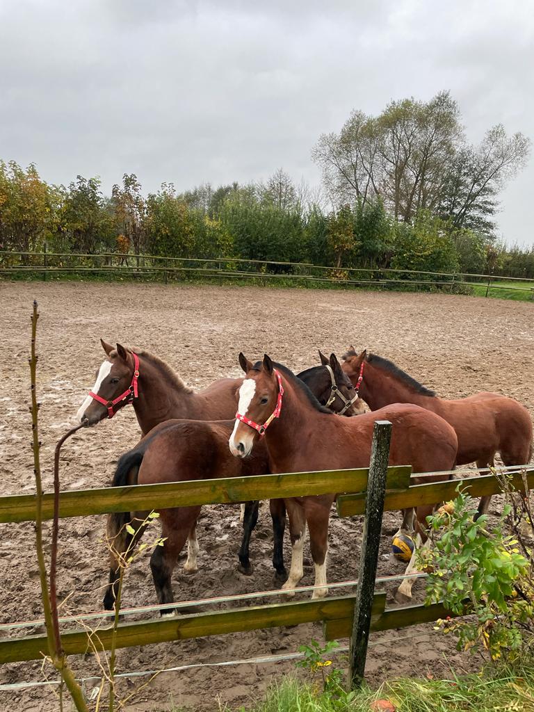 Die Fribi-Gang ist da ! Cleo, Quianna, Corsin und Horiental de la Taraude 