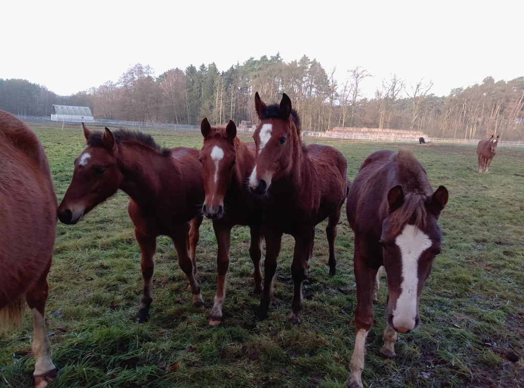 Von Links.. .Majesty, Soline, Elina und Vilano wohnen jetzt in Brandenburg. 