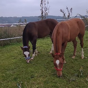 Halvaro und Nino