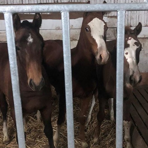 Und hier sind gerade Nino ,Amigo und Calypso  angekommen !