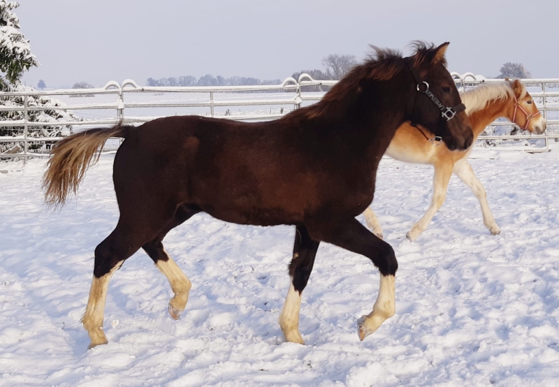 Lambswool trabt schon mit seinen neuen Freunden im Schnee herum !