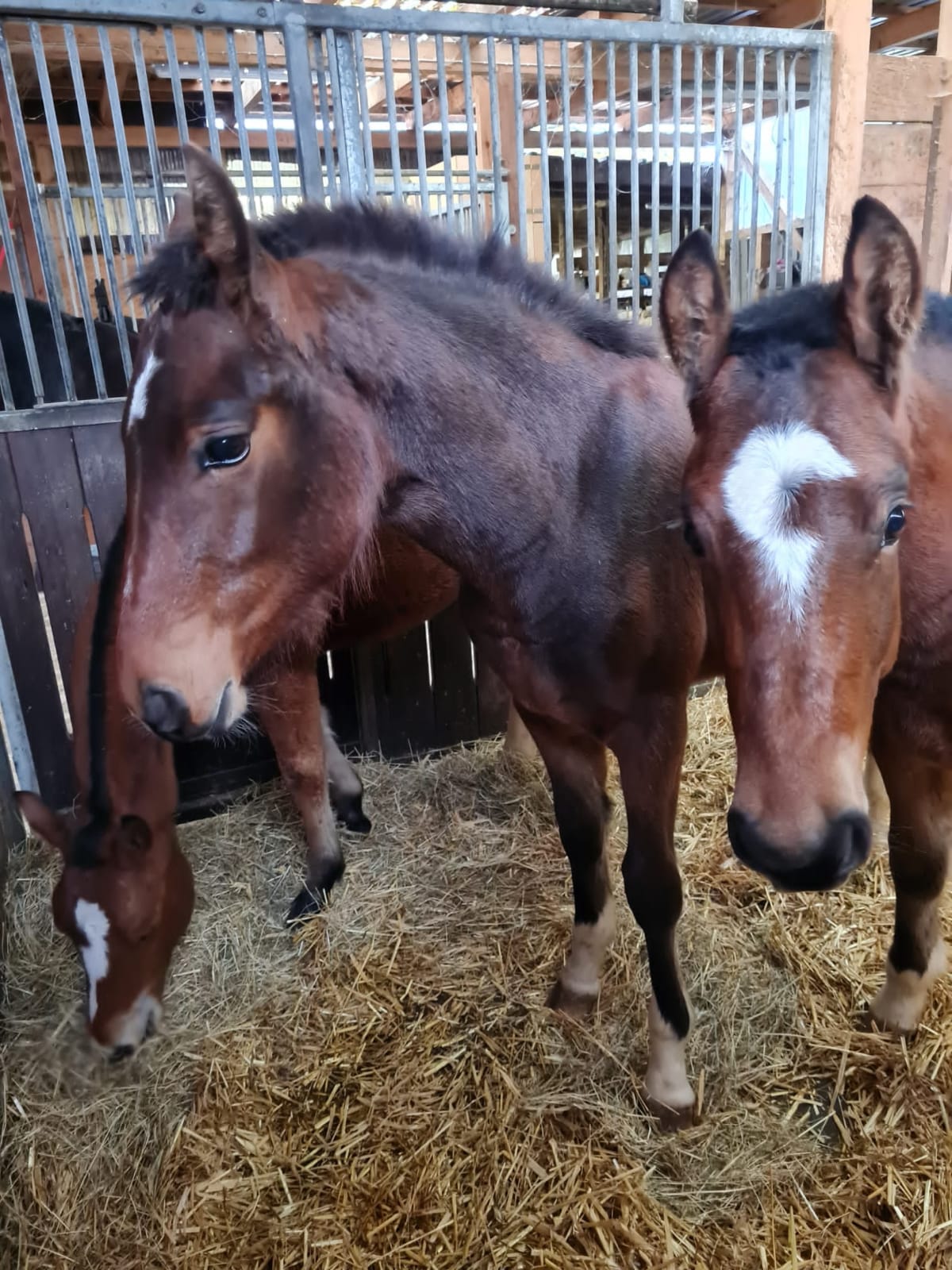 Hjori, Easy und Hannibal