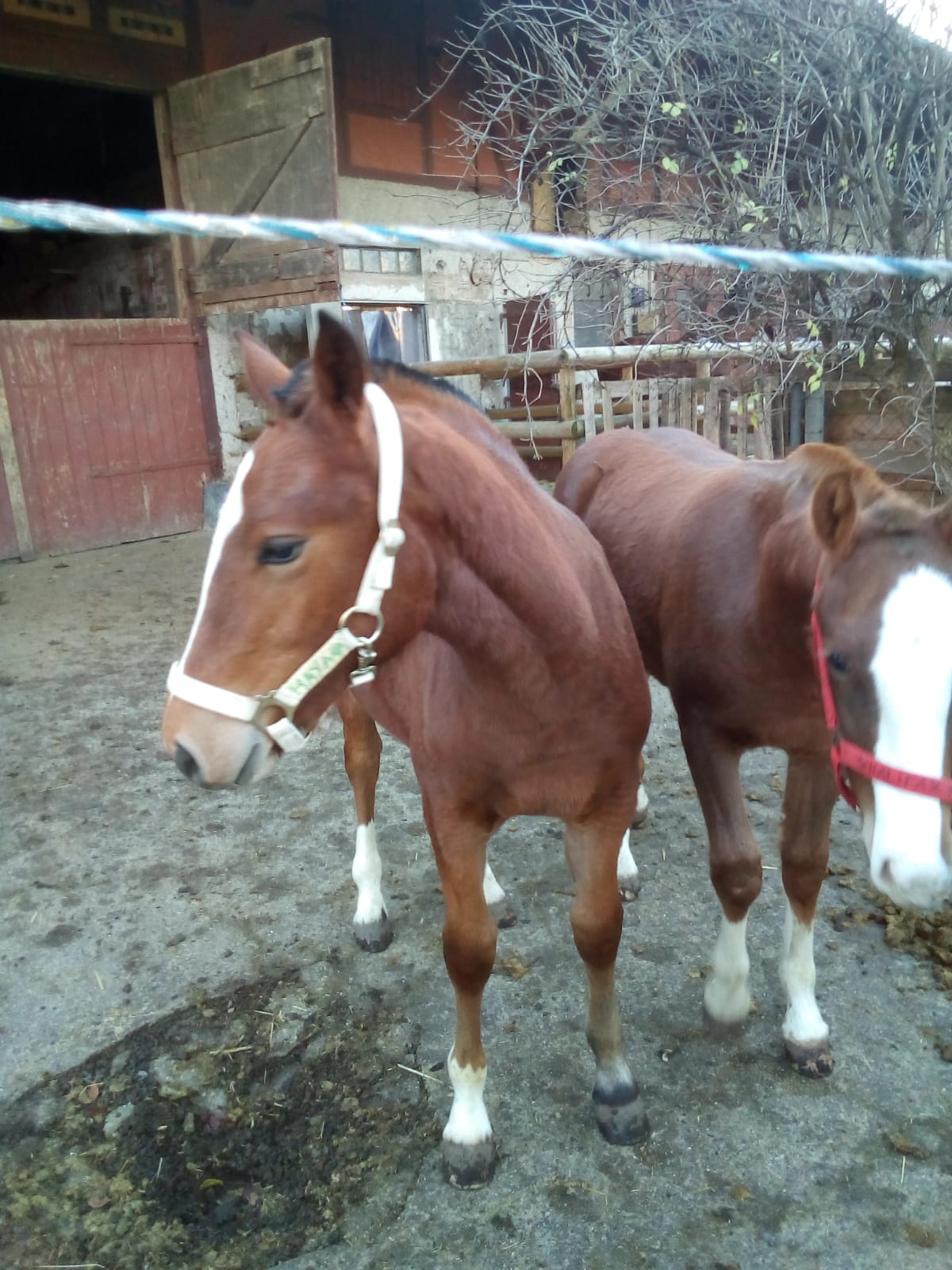 Maya und Halifax
