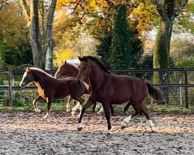 Hektor II  mit neuen Freunden , kennengelernt haben sich die 4  