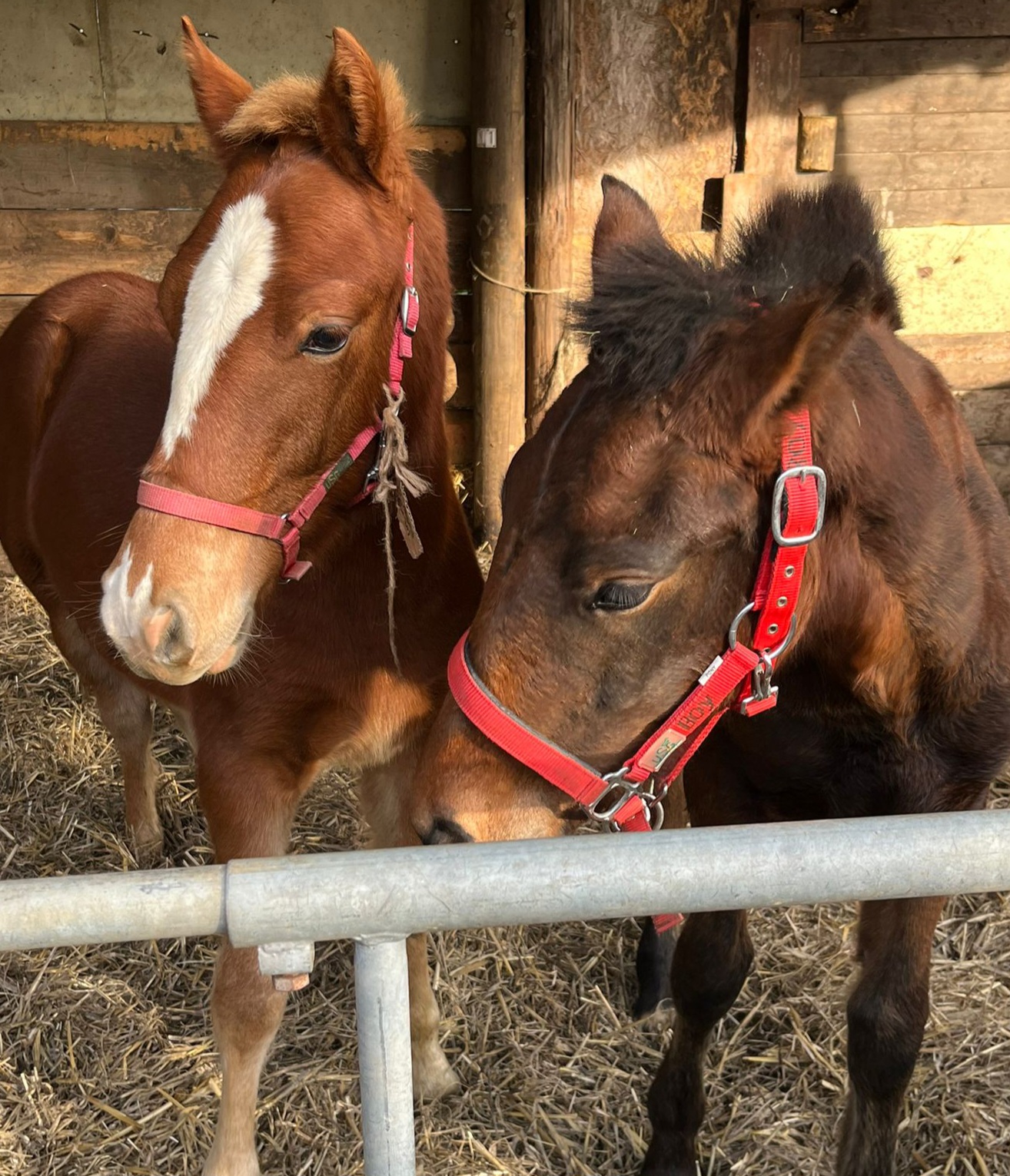 Juchuuu, sie sind da ! Don Vegas & Boy 