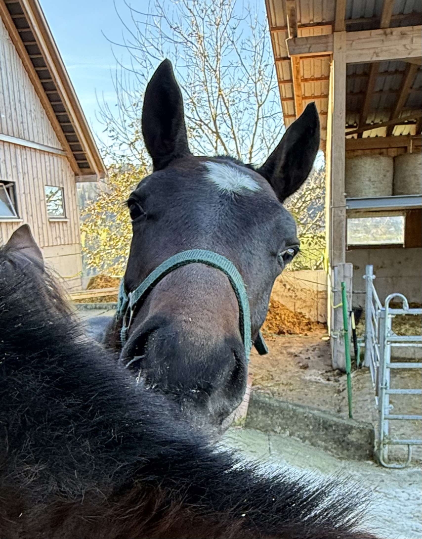  Lesco ist gut auf der Fohlenweide 