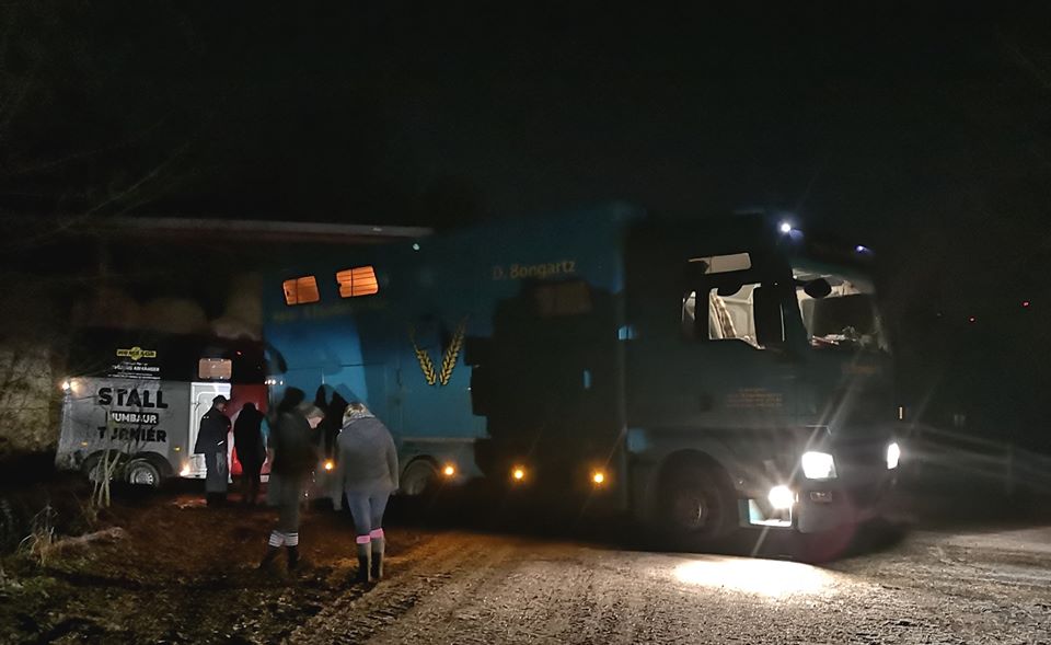 Endlich, Donnerstagabend gegen 18.30 Uhr, ist der Pferdetransporter vorgefahren.