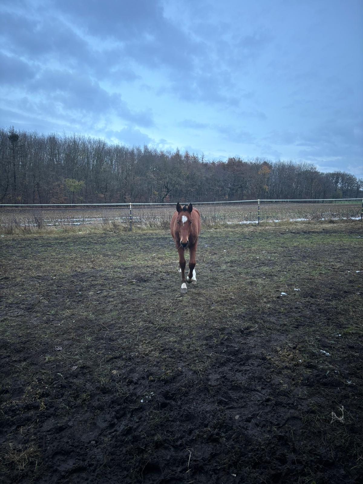 Lilas im hohen Norden in Schleswig-Holstein 