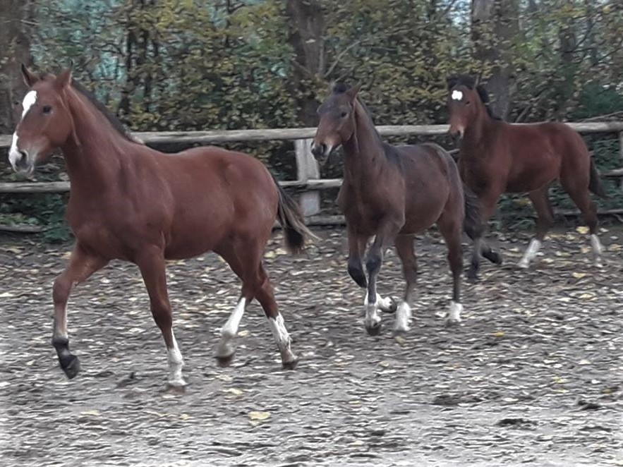Halvaro( vorne), Elio (mitte ) und Calido 
