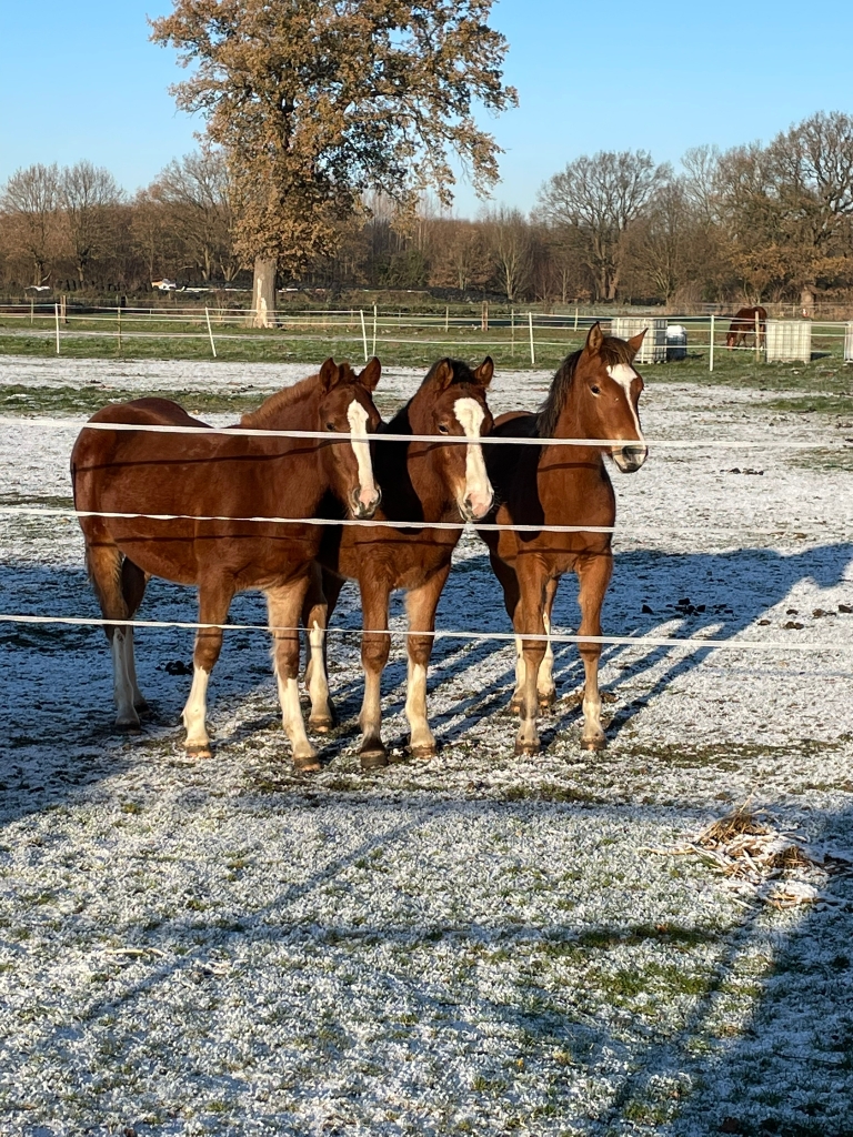 Levin, Jacky und Calea sind auch da !